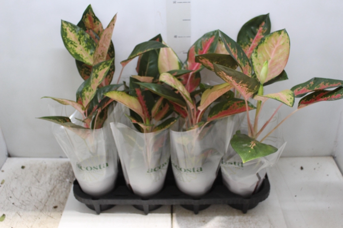 <h4>AGLAONEMA LAWAN P12</h4>