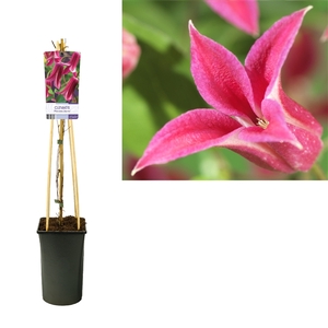 Clematis 'Princess Diana' +light label