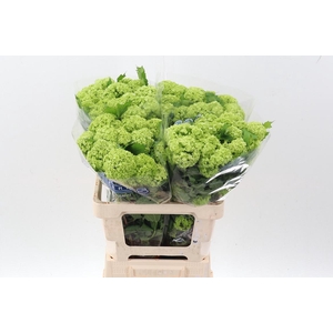 Viburnum Roseum St
