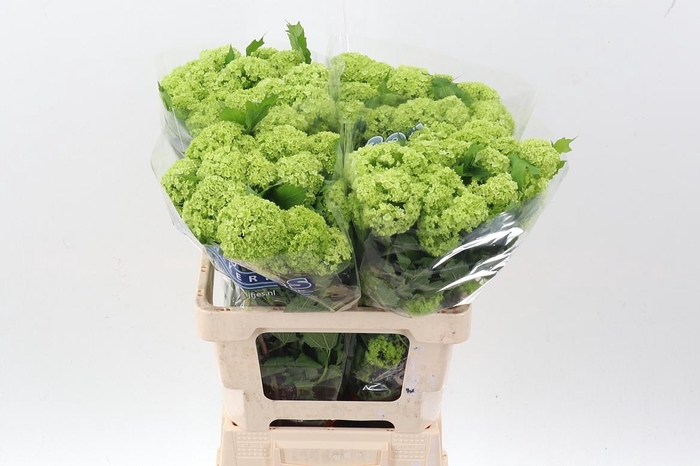 <h4>Viburnum Roseum St</h4>