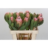 Protea Susara