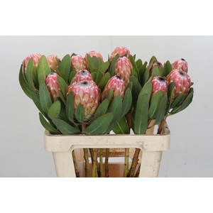 Protea Susara