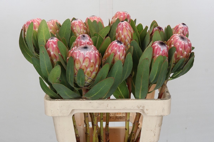 <h4>Protea Susara</h4>