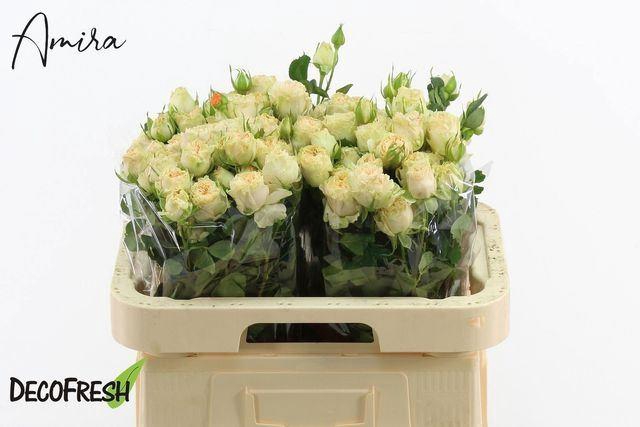 <h4>RS TR SUMMERROSE</h4>