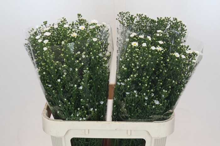 <h4>Aster Paquita</h4>