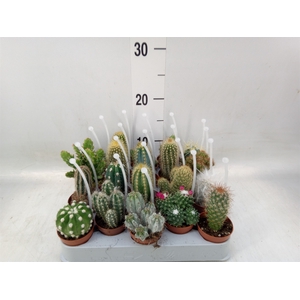 Cactus   ...mix