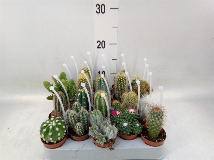 <h4>Cactus   ...mix</h4>