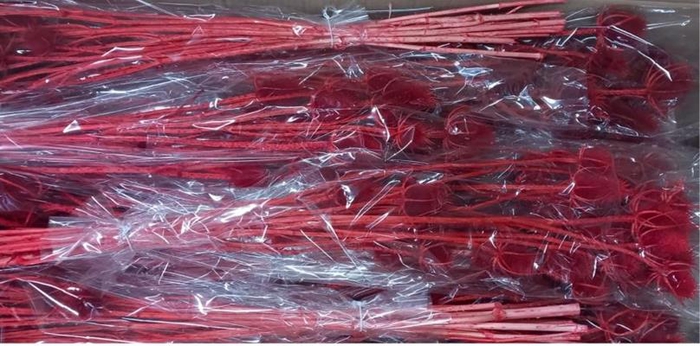 Df Dipsacus Red Bs 130g