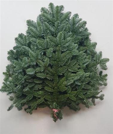 <h4>Abies Nob Blauw Bs</h4>