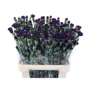 Dianthus TR 'Florigene Moonvelvet'