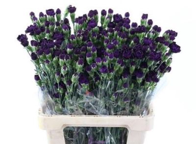 <h4>Dianthus TR 'Florigene Moonvelvet'</h4>