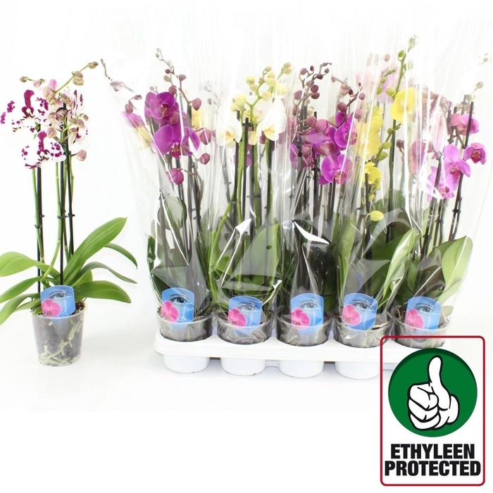 <h4>PHAL GEM 6 KL</h4>