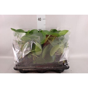 Pilea peperomioides