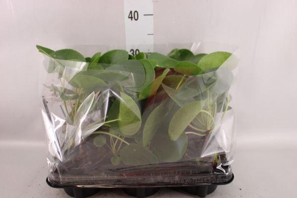 <h4>Pilea peperomioides</h4>
