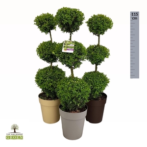 Buxus sempervirens Triobol M