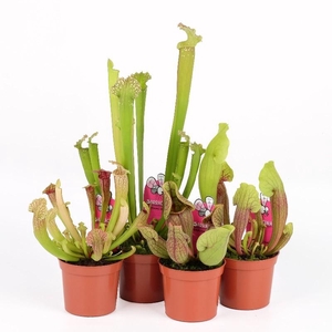 Sarracenia gemengd smix9