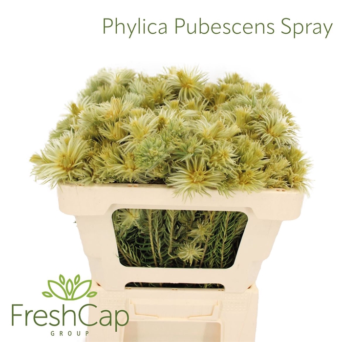 <h4>Phylica Pubescens Spray</h4>