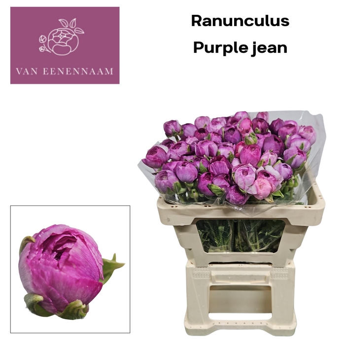 <h4>RAN AM PURPLE JEAN</h4>