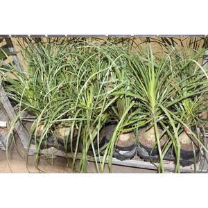 BEAUCARNEA P17