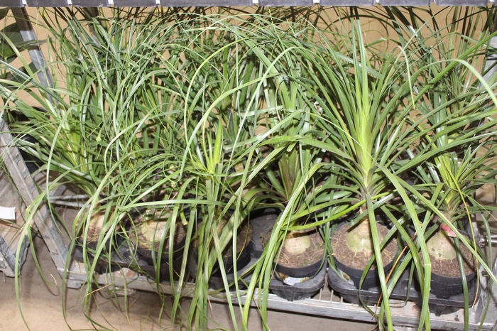 <h4>BEAUCARNEA P17</h4>