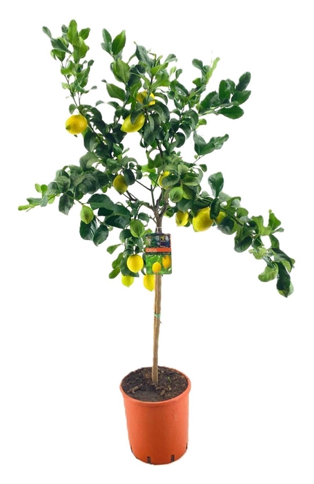 <h4>Citrus lemon</h4>