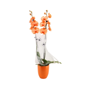 Hugo Mandarin Phal I Am Orange 2T14+ Spider & Web