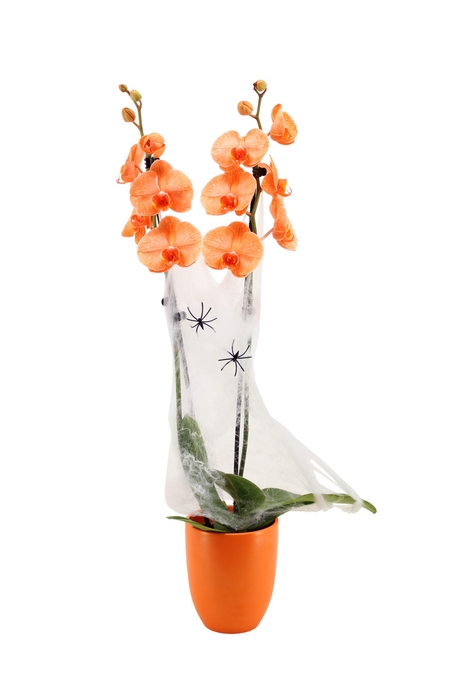 <h4>Hugo Mandarin Phal I Am Orange 2T14+ Spider & Web</h4>