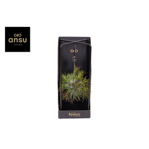 Epiphyte Collection - Tillandsia (in klein fust)