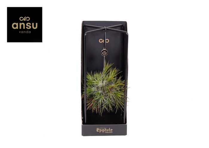<h4>Epiphyte Collection - Tillandsia</h4>