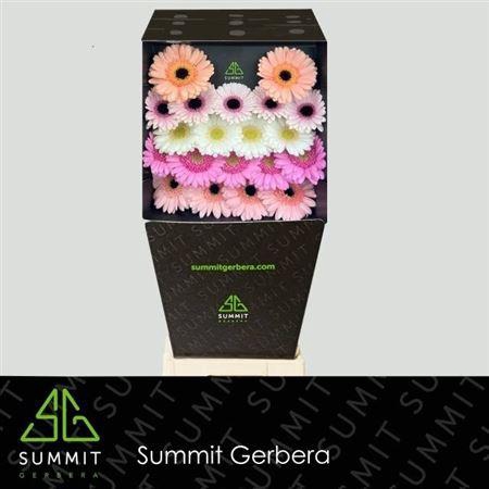 <h4>Ge Mi Mixed Pastel</h4>