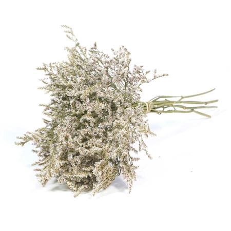 Bunch Tatarica Slv L40