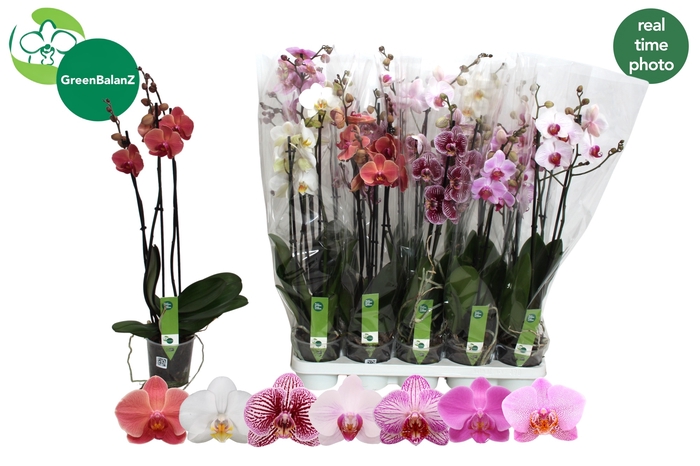 <h4>PHAL GEM 7 KL</h4>