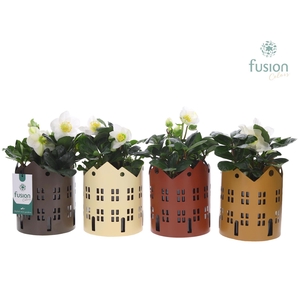 Zinken planter met Helleborus