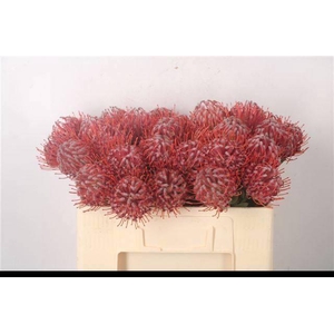 LEUCO SCARLET RIBBON