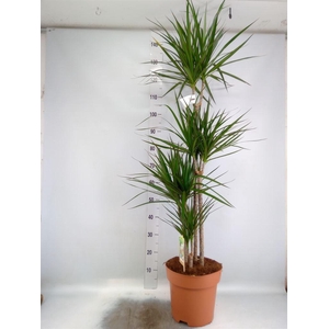 Dracaena marg.