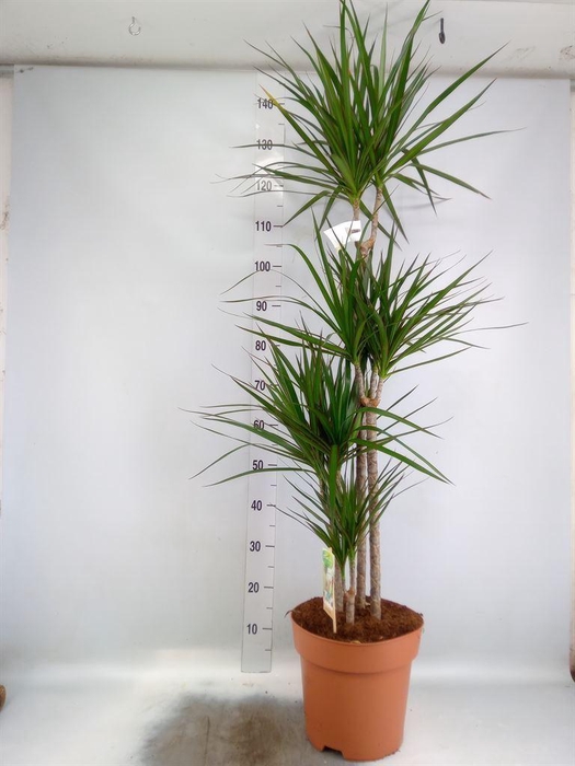 <h4>Dracaena marg.</h4>