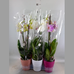 Phalaenopsis   ...mix