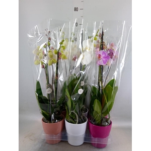 Phalaenopsis   ...mix