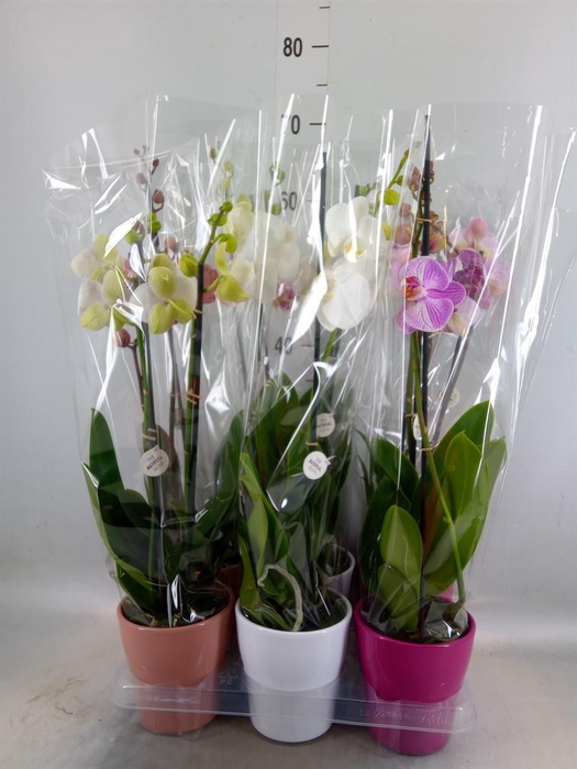 <h4>Phalaenopsis   ...mix</h4>
