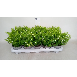 Cuphea hyssop.