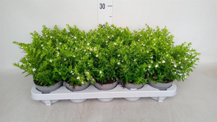 <h4>Cuphea hyssop.</h4>