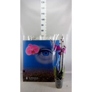 Phalaenopsis   ...mix  6