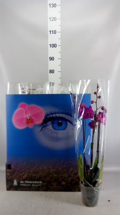 <h4>Phalaenopsis   ...mix  6</h4>