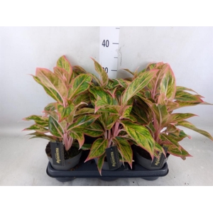 Aglaonema   ...