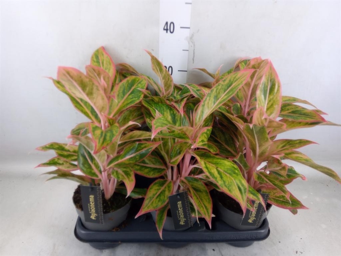 <h4>Aglaonema   ...</h4>