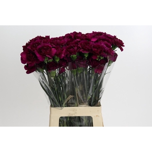 Dianthus St Purple Damascus