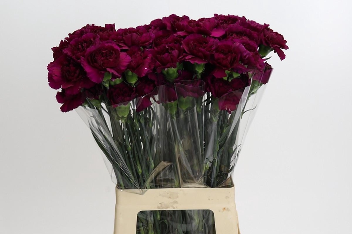 <h4>Dianthus St Purple Damascus</h4>
