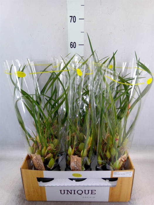 <h4>Orchideeen   ...</h4>