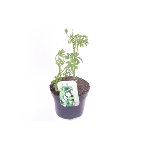 Dicentra spectabilis Alba