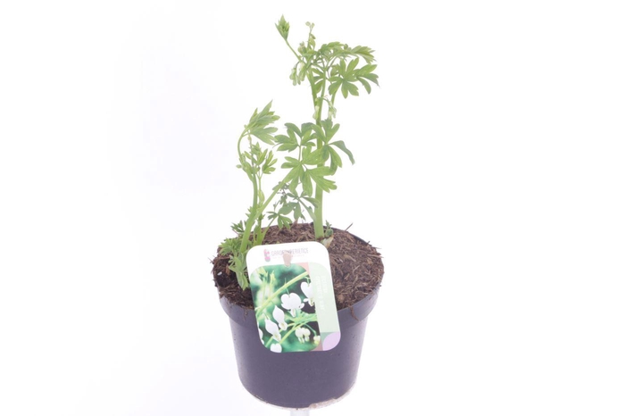 <h4>Dicentra spectabilis Alba</h4>
